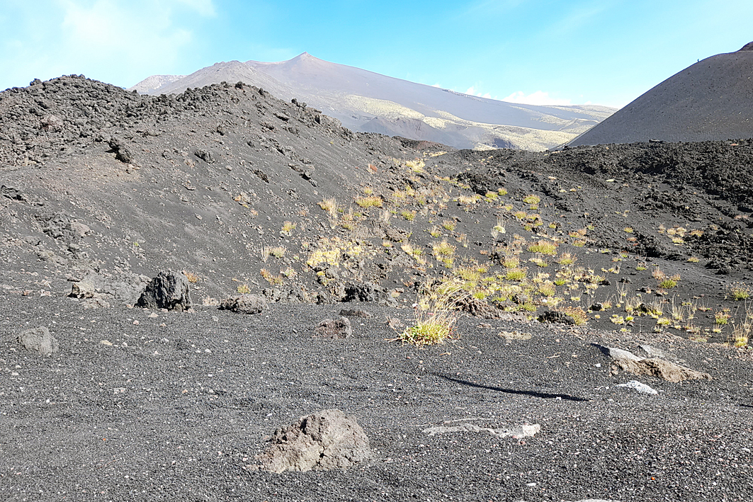 Etna : champ de laves, première végétation 