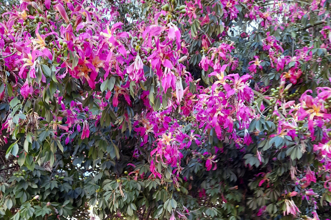 La floraison de l'arbre bouteille (Ceiba speciosa)