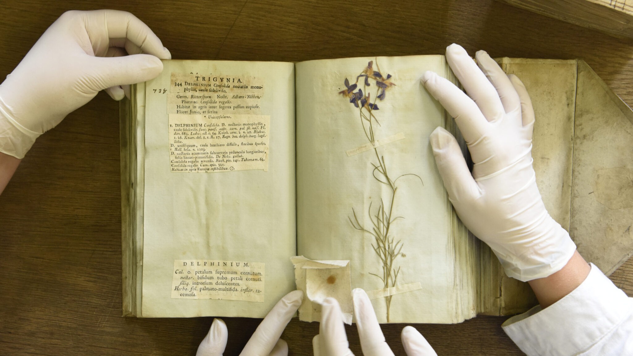 Visite guidée de l’Herbier de l’Université Claude Bernard